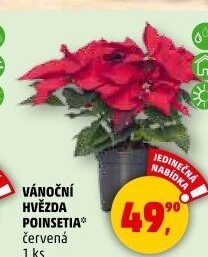 Vánoční hvězda