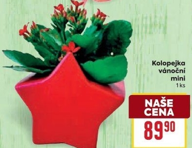 Kalanchoe - Kolopejka