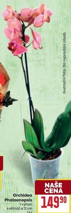 Orchidej