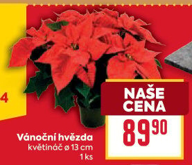 Vánoční hvězda