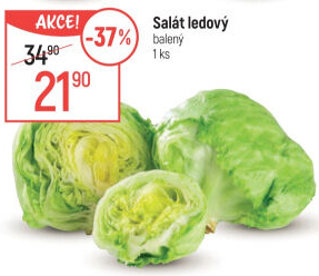 Salát ledový