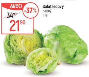 Salát ledový