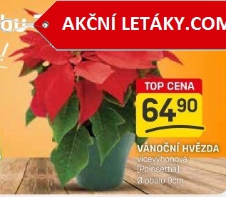 Vánoční hvězda