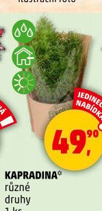 Kapradina