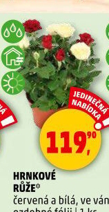 Růže