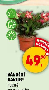 Vánoční kaktus - Schlumbergera