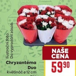 Chrysanthemum - Chryzantéma