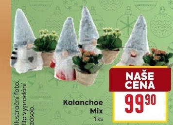 Kalanchoe - Kolopejka
