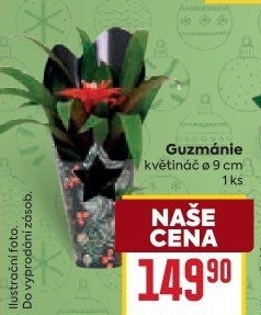 Guzmánie