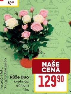 Růže