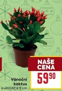 Vánoční kaktus - Schlumbergera