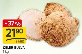 Celer bulva