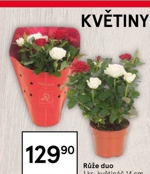 Růže