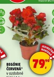 Begónie