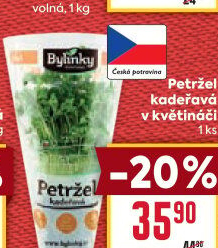 Bylinky v květináči
