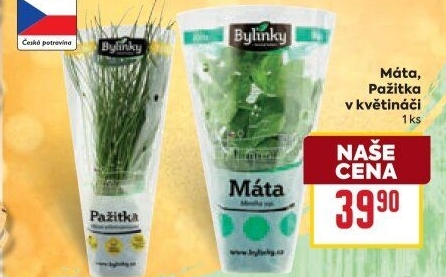 Bylinky v květináči Bylinky s.r.o.
