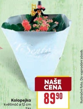 Kalanchoe - Kolopejka