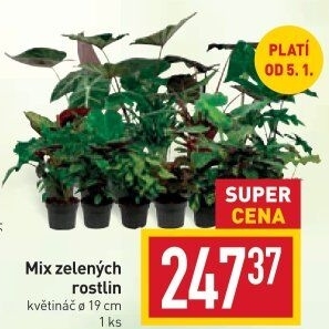 Mix zelených rostlin