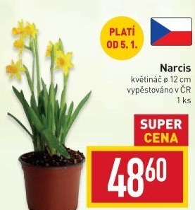 Narcisky