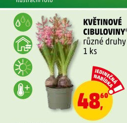 Cibulkové květiny