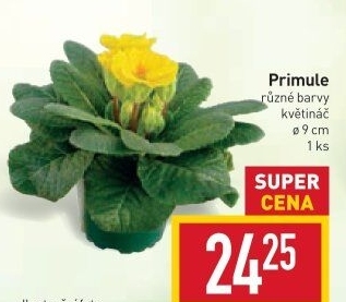 Primule - Petrklíč - Prvosenka