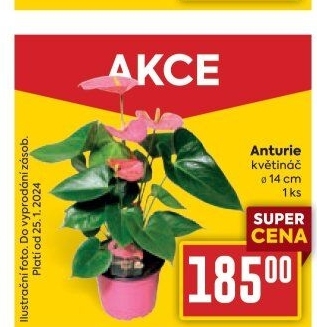 Anturie