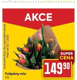 Řezané tulipány