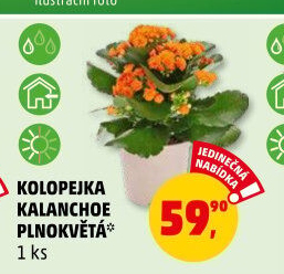 Kalanchoe - Kolopejka