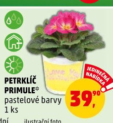 Primule - Petrklíč - Prvosenka