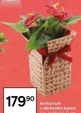 Anthurium - Toulitka