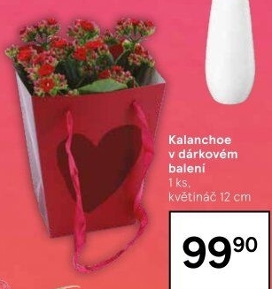 Kalanchoe - Kolopejka