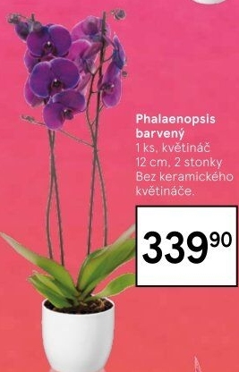 Orchidej