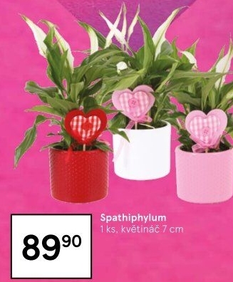 Spathiphyllum - Spatyfilium - Toulcovka - Lopatkovec