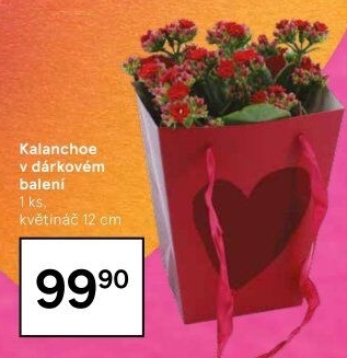 Kalanchoe - Kolopejka