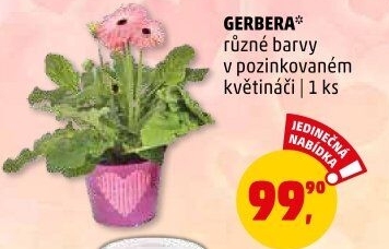 Gerbera