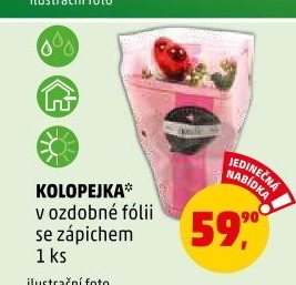 Kalanchoe - Kolopejka