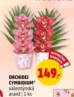 Orchidej