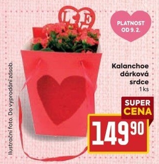 Kalanchoe - Kolopejka