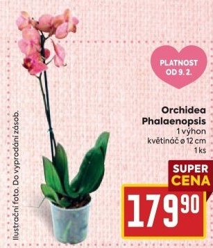 Orchidej