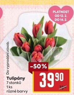 Řezané tulipány