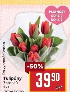 Řezané tulipány