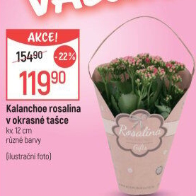Kalanchoe - Kolopejka