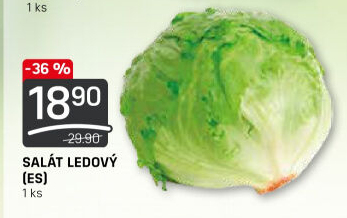 Salát ledový