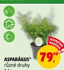 Asparágus - chřest srpovitý