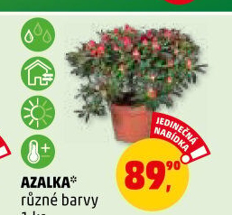 Azalka