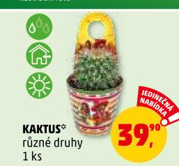 Kaktus