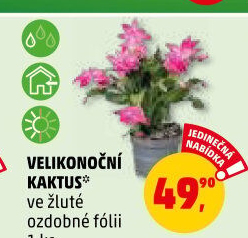 Velikonoční kaktus - Rhipsalidopsis