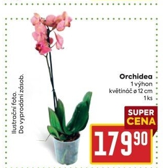 Orchidej