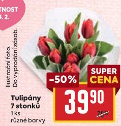 Řezané tulipány