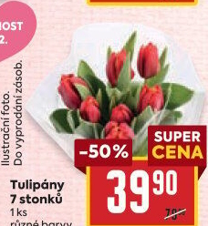 Řezané tulipány